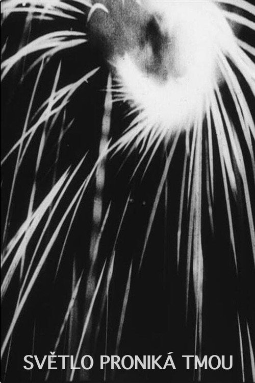 The Light Penetrates The Dark